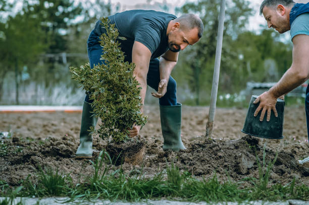 Best Affordable Tree Service  in Coppell, TX